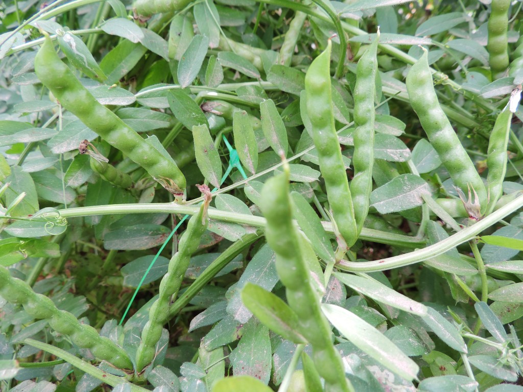Veza sativa