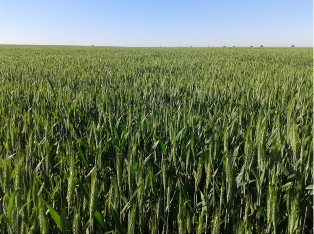 semilla-certificada-agroquivir