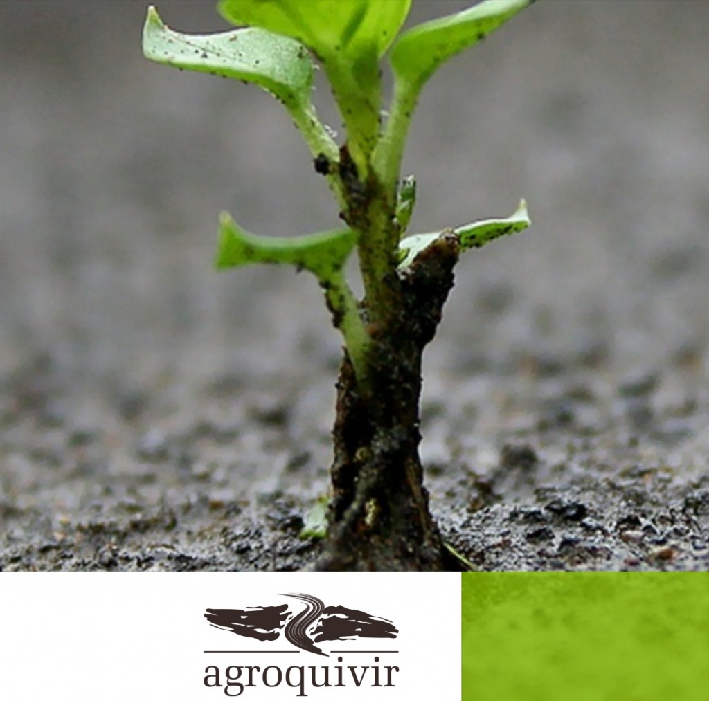 agroquivir