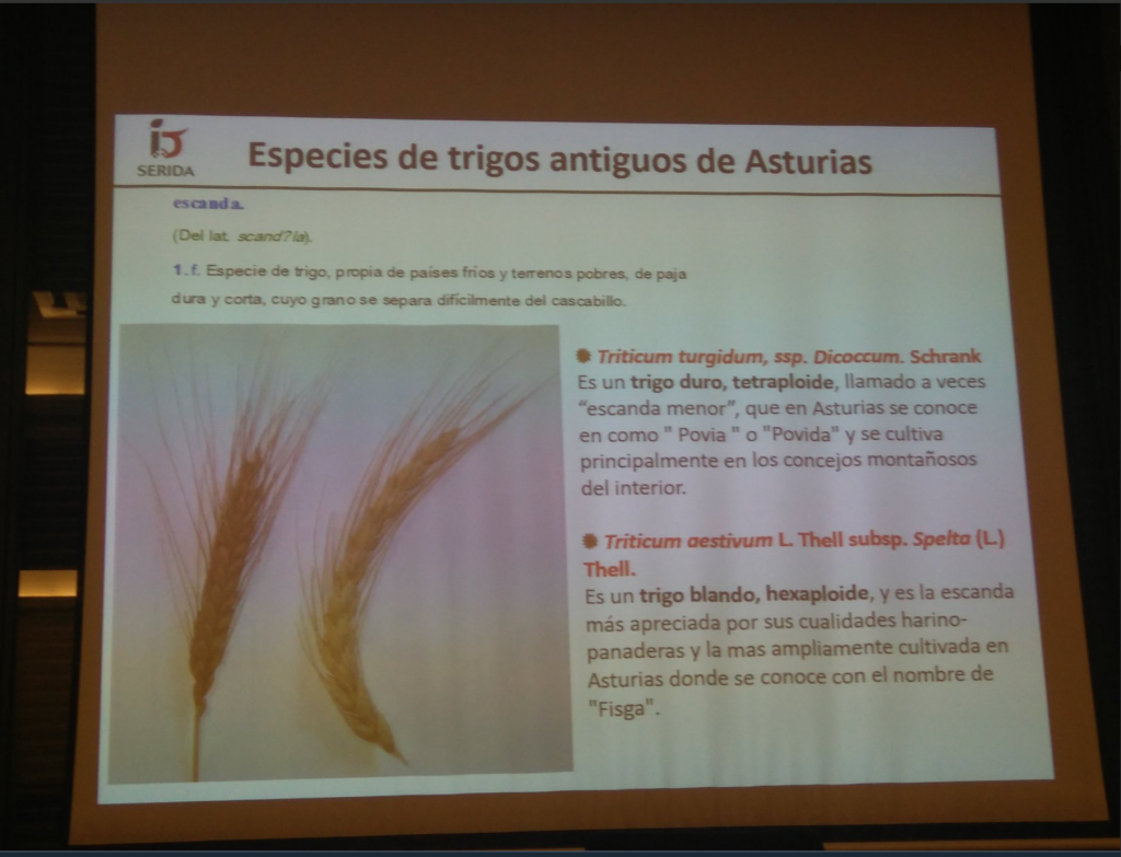 G.García habló también de trigos antiguos asturianos. Podéis ver un fragmento de la ponencia de Fernando aquí. 
